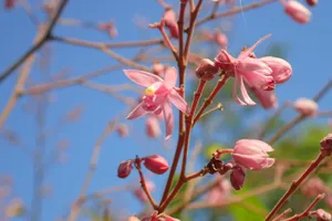 Where To Place Guest tree In Feng Shui? (Characteristics, Direction ...