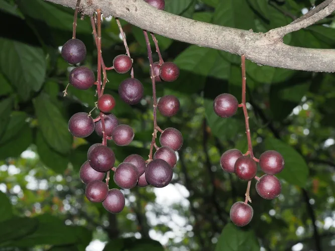 Burmese grape (Baccaurea ramiflora) - PictureThis