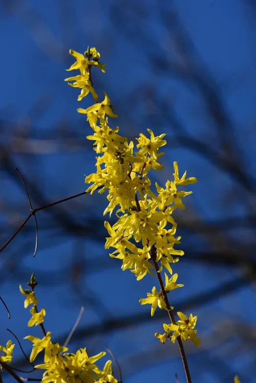 Hnge-Forsythie - Forsythia suspensa (Pflege, Merkmale, Blume, Bilder)