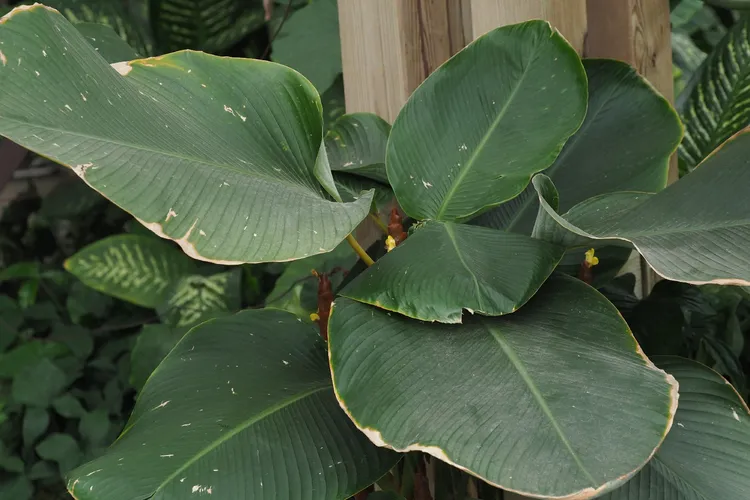 Pampano - Calathea lutea (Care, Characteristics, Flower, Images)
