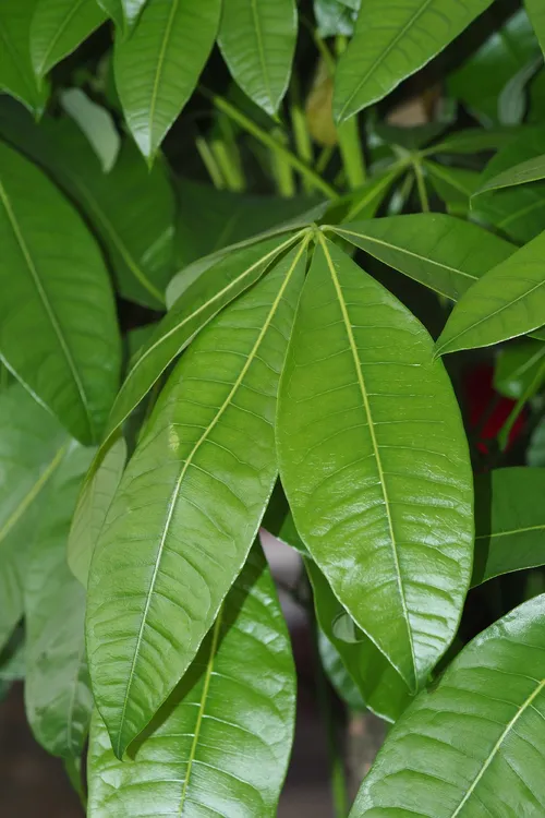 Money tree - Pachira glabra (Care, Characteristics, Culture, Images)