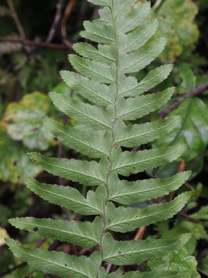 Rock lace fern (Microlepia marginata) - PictureThis