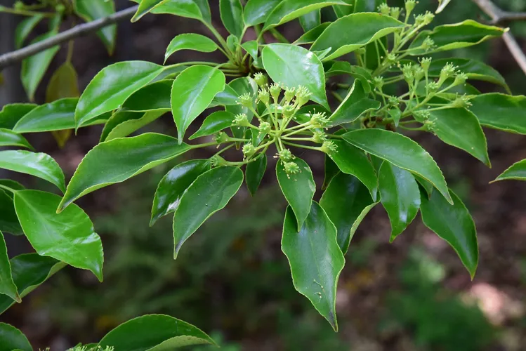 ヤマグルマ（山車） (Trochodendron aralioides) - PictureThis