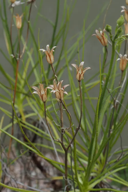 ドロソフィルム (ケア, 特徴, 花, 画像)
