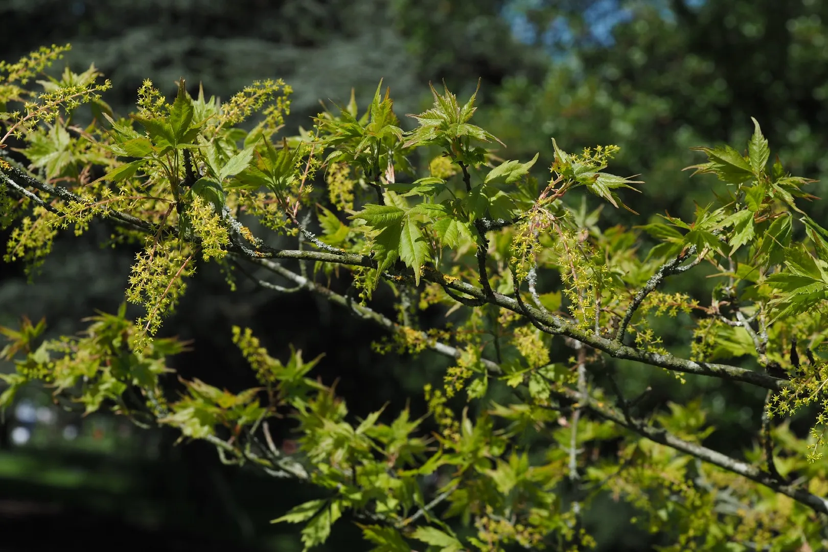 ミツデカエデ（三手楓）の判定方法 (Acer cissifolium)