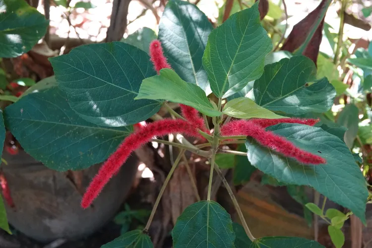 ベニヒモノキ（紅紐の木） (ケア, 特徴, 花, 画像)