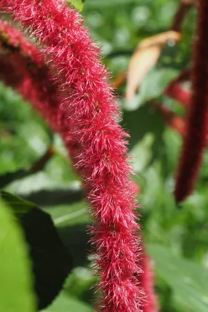 ベニヒモノキ　紅紐の木　苗　花木　赤・レッド　観葉植物 157587160495554562.jpeg?x-oss-