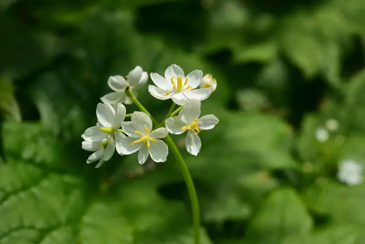 산하엽 (Diphylleia cymosa) - PictureThis