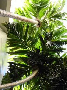 檳榔樹。ビンロウヤシ8号 檳榔樹。ビンロウヤシ8号 ビンロウジュ: シンガポール熱帯植物だより＋