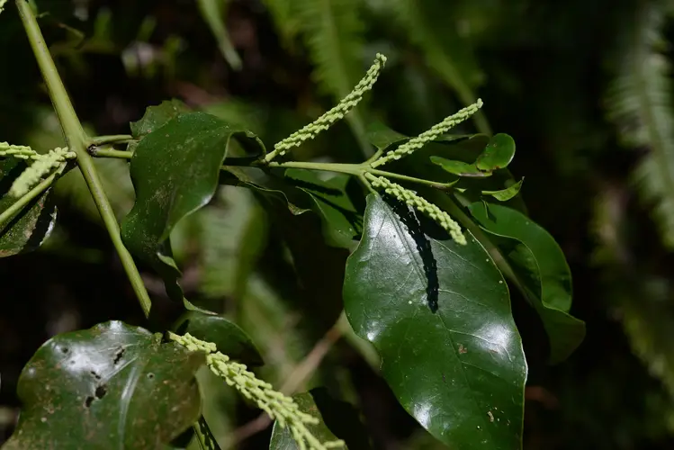Helixanthera parasitica