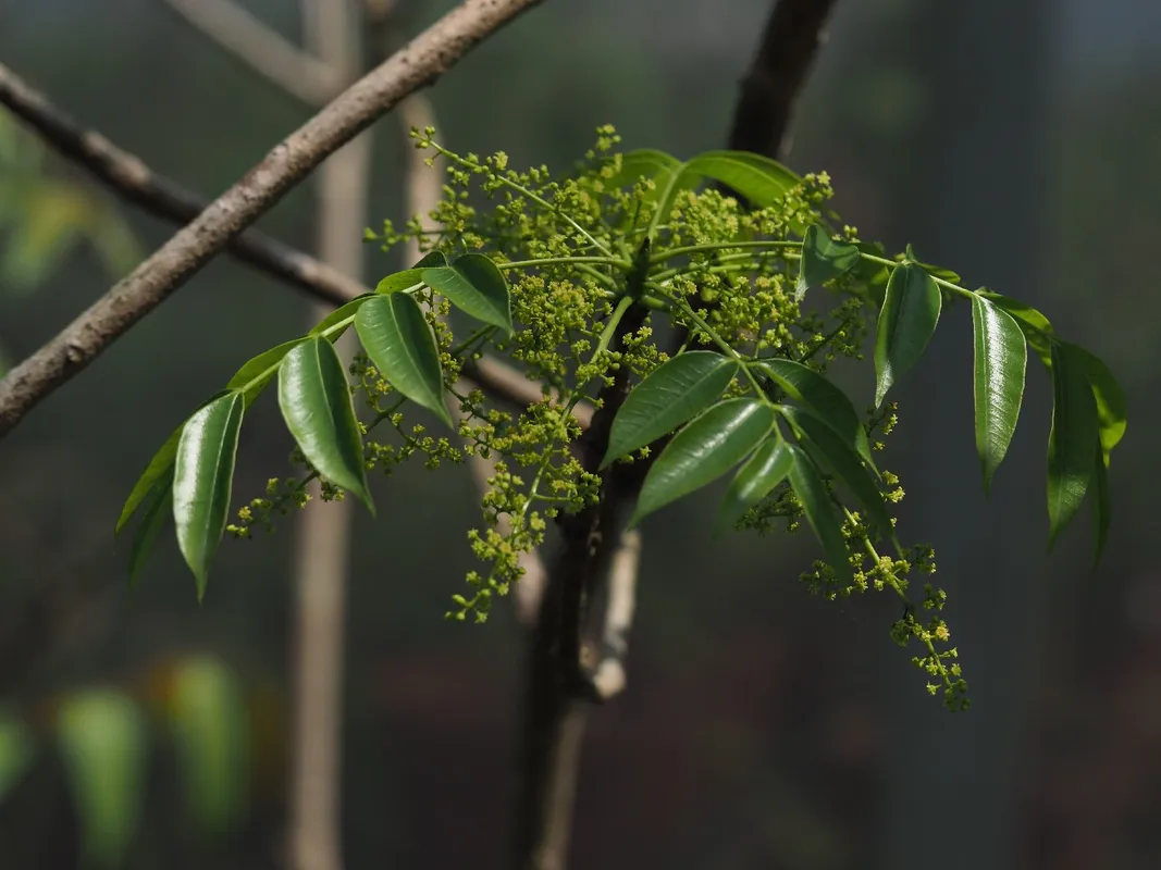 ハゼノキ（櫨の木）の利点を明らかにする：自然の多目的な宝石