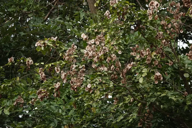 Pau-rosa birmanês