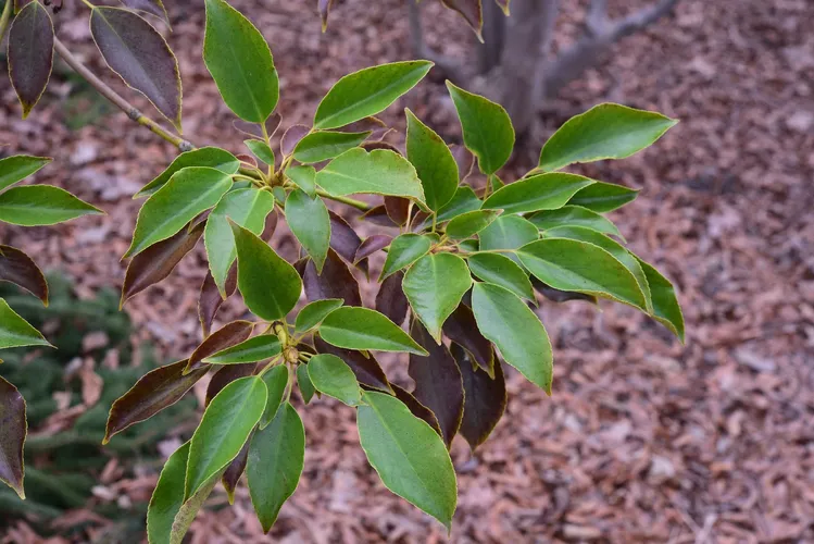 ヤマグルマ（山車） (Trochodendron aralioides) - PictureThis