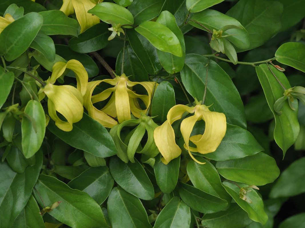 How to Solve Dwarf ylang-ylang Problems?