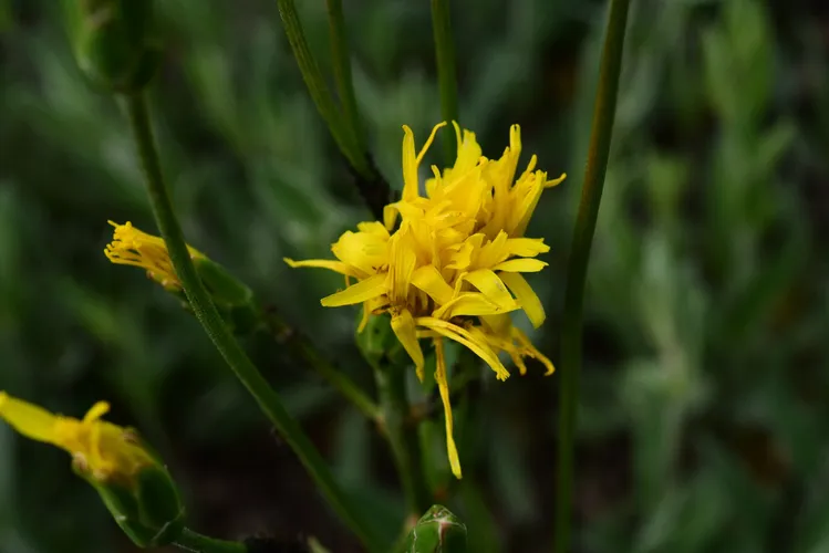 Black salsify (Scorzonera hispanica) - PictureThis