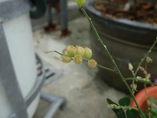 SEMI FRESCHI di Cephalotus – Giardino Carnivoro SEMI FRESCHI di Cephalotus – Giardino Carnivoro
