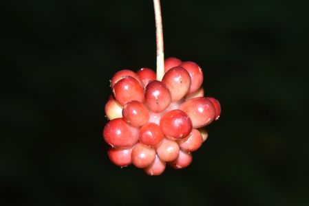 How to Grow and Care for Kadsura