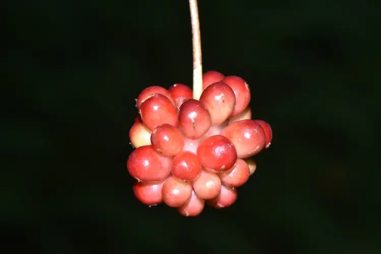 Kadsura longipedunculata