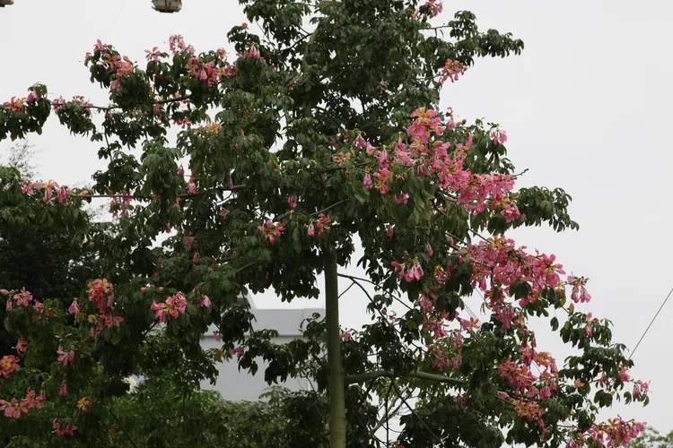 トックリキワタ（徳利木綿） (ケア, 特徴, 花, 画像)