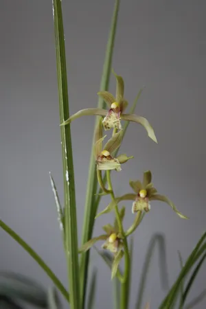 一系九華イッケイキュウカ イッケイキュウカ（一茎九花） (Cymbidium faberi) - PictureThis