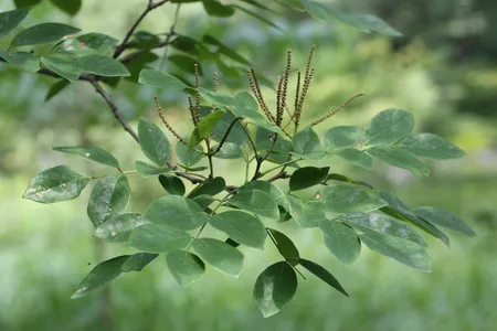北の蝦夷イヌエンジュ 50センチ　春の新芽 イヌエンジュ（Maackia amurensis） - 造林・緑化治山・海岸防災林