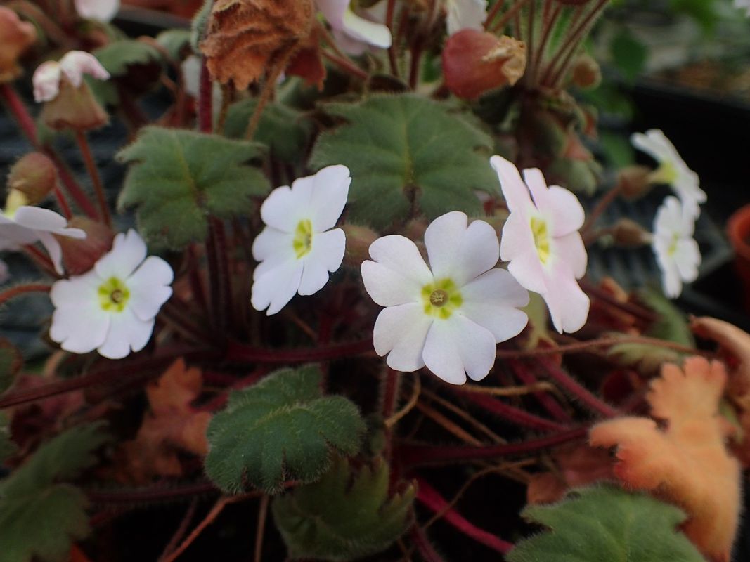 Exploring the Meaning and Elegance of the Sinensis Primrose Flower