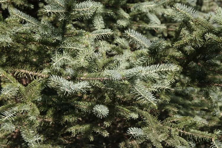 ドラゴントウヒと (Picea asperata) - PictureThis