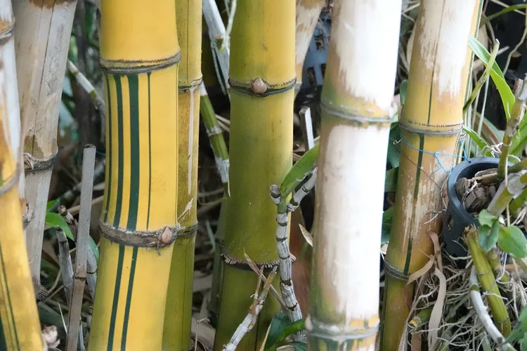 is dracaena fragrans toxic to cats Dracaena fragrans 'Compacta' – Diameter Plants
