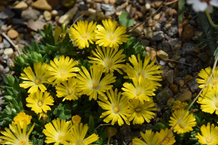 Gold nugget ice plant