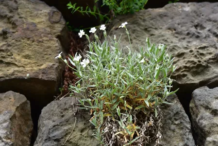 100 + Neve In Estate Cerastium / Semi Di Fiori. - Italia - Foto 7