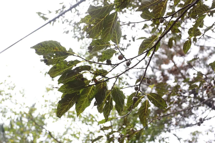 マメガキ（豆柿） (Diospyros lotus) - PictureThis