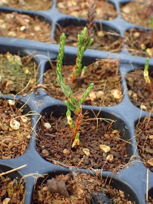 Cassiope selaginoides - PictureThis