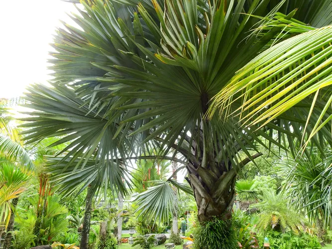 Bismarckia nobilis - PictureThis