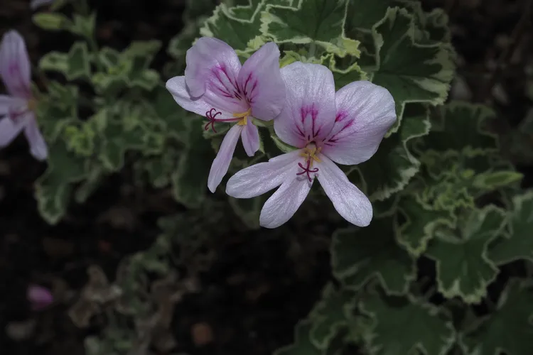 レモンゼラニウム (Pelargonium crispum) - PictureThis