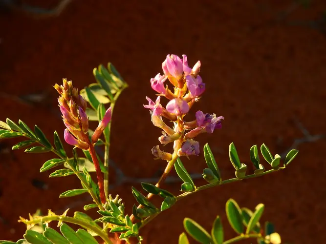 Small-flowered milkvetch