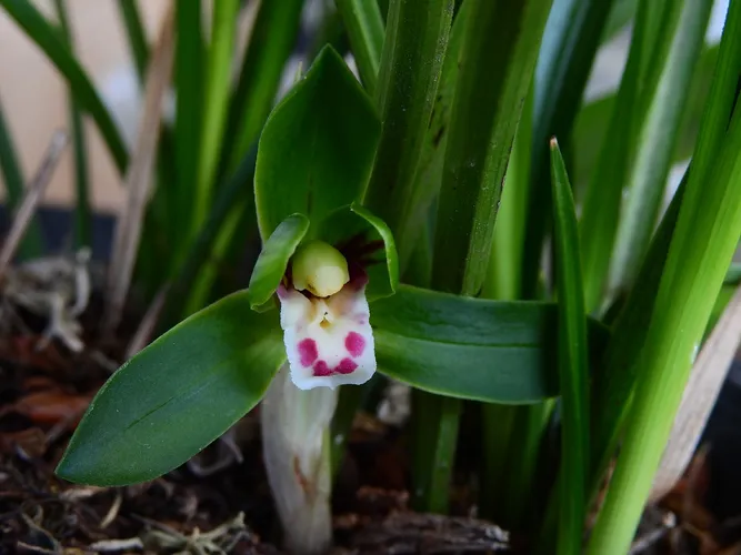 シュンラン（春蘭） (ケア, 特徴, 花, 画像)