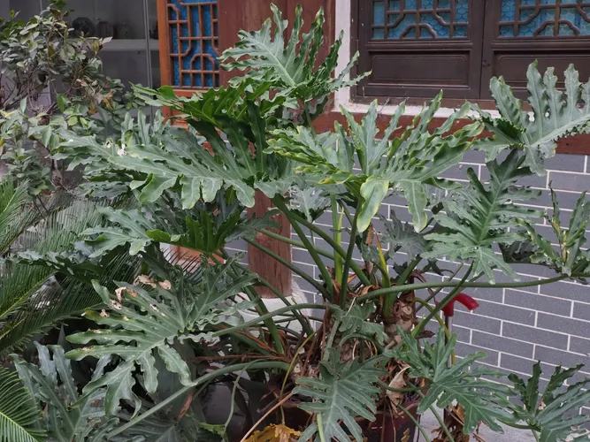 Filodendron podwjnie pierzasty (Pielgnacja, Charakterystyka, Symbolika,  Obrazy)