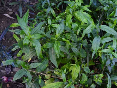 Sabah snake grass - Clinacanthus nutans (Care, Characteristics, Flower,  Images)