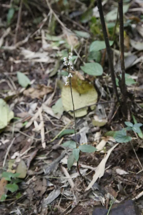 Kriechendes Netzblatt (Goodyera repens) - PictureThis