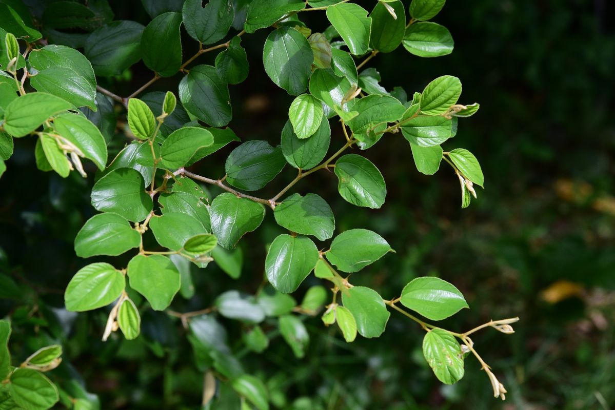Unlocking the Benefits of Indian jujube: Health, Nutrition, and More