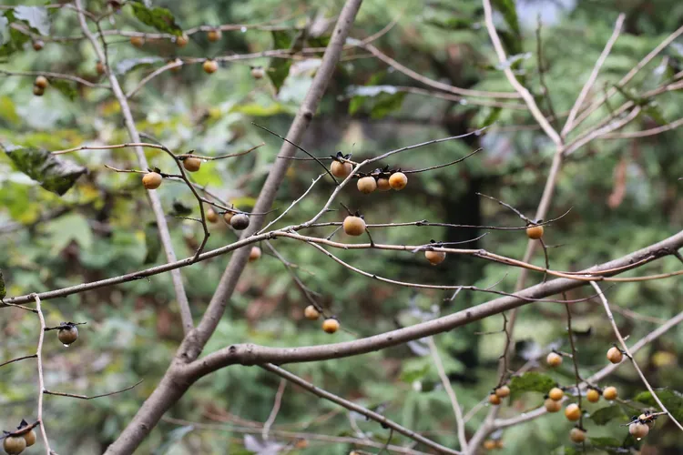 マメガキ（豆柿） (Diospyros lotus) - PictureThis