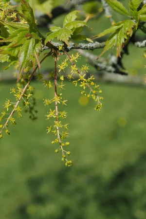 ミツデカエデ（三手楓） (Acer cissifolium) - PictureThis