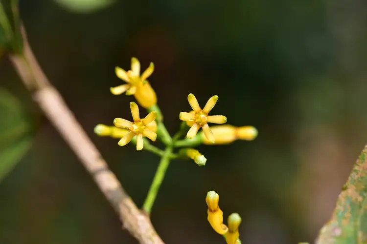 Common chinese mistletoe