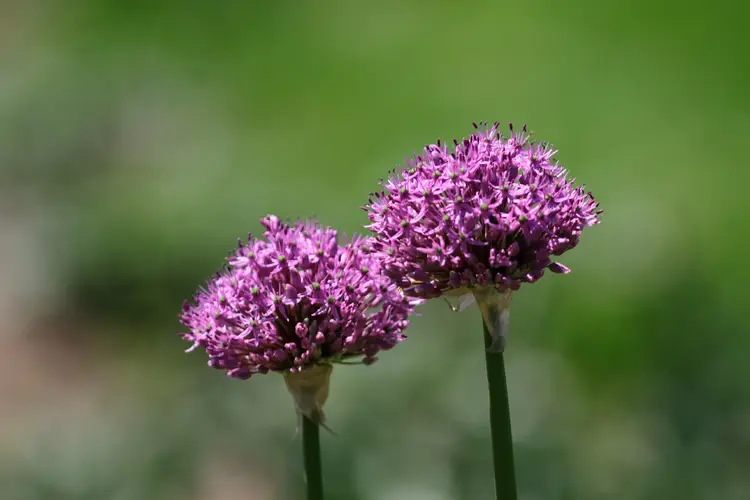 Allium prattii