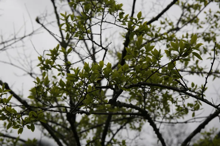マメガキ（豆柿） (Diospyros lotus) - PictureThis