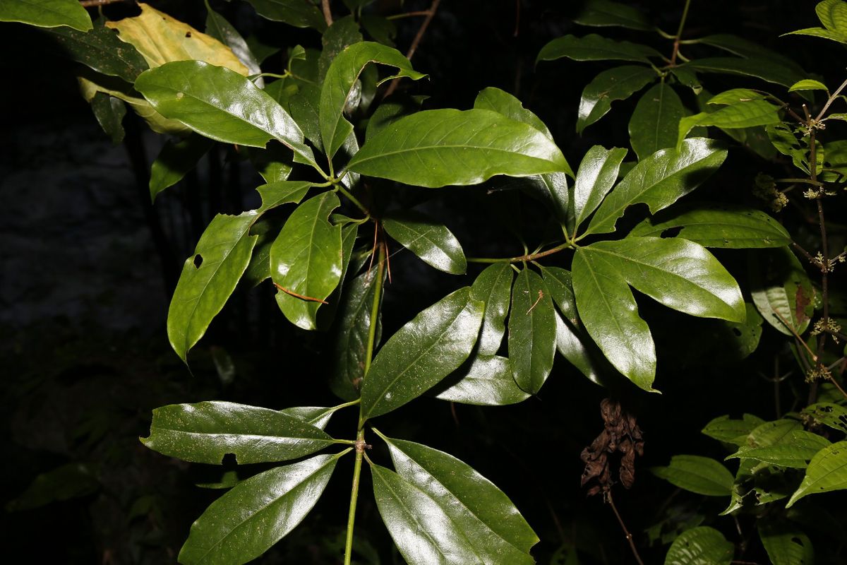 Amosis Tree What Are Common Problems with the Anise tree?