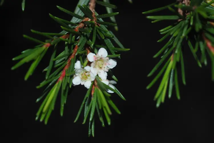 How to Plant and Grow Weeping baeckea(Baeckea frutescens)