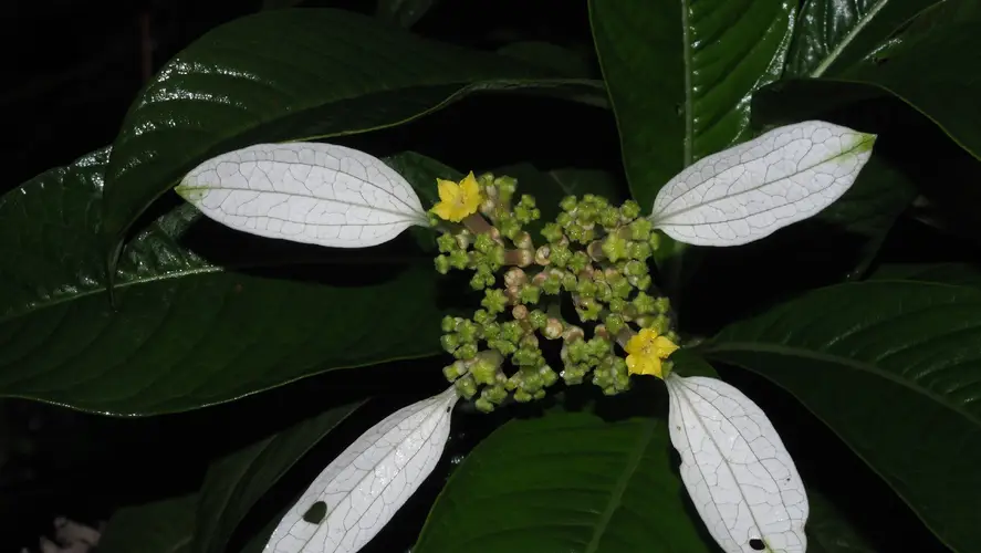 Dunnia sinensis