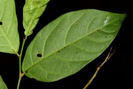 Subulate Ficus Ficus subulata - PictureThis