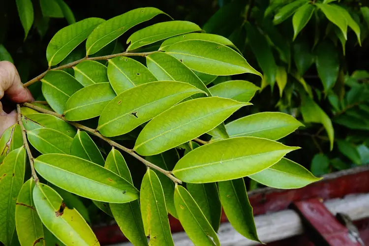 Lithocarpus amygdalifolius